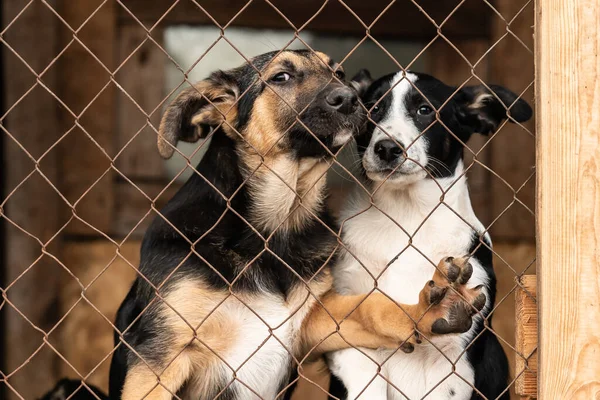 Evsiz köpek barınağındaki köpekler. Terk edilmiş köpekler.