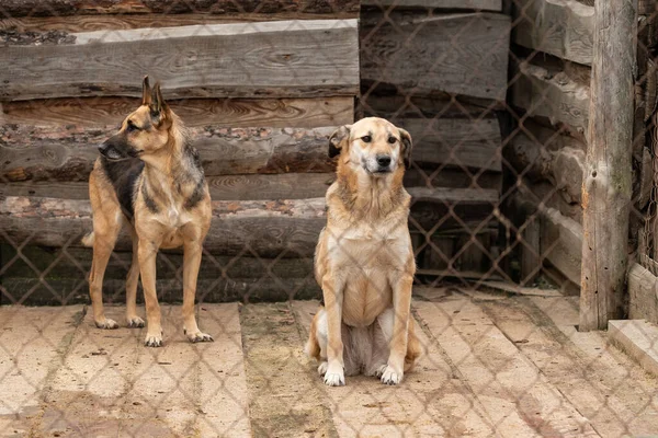 Cães no abrigo para cães sem abrigo. Cães abandonados — Fotografia de Stock
