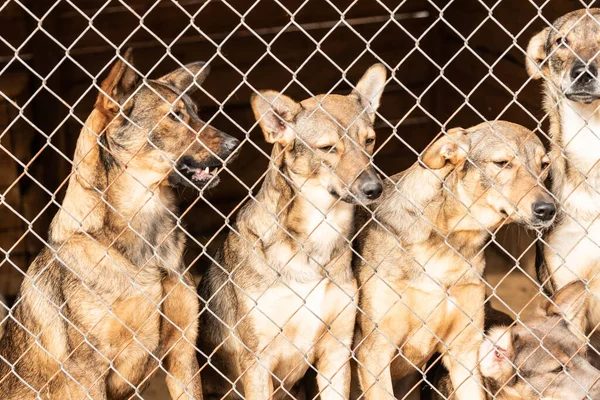 Evsiz köpek barınağındaki köpekler. Terk edilmiş köpekler.