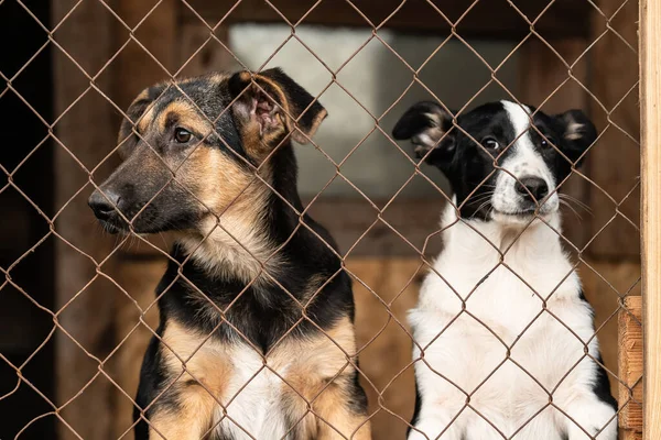 Dogs at the homeless dog shelter. Abandoned dogs — Stock Photo, Image