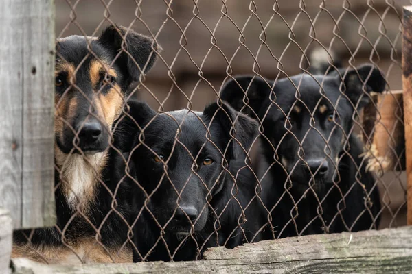 Dogs at the homeless dog shelter. Abandoned dogs