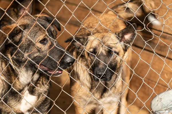 Perros en el refugio para perros sin hogar. Los perros abandonados — Foto de Stock