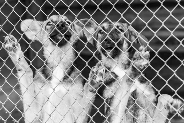 Foto em preto e branco de cães no abrigo para cães sem abrigo. Cães abandonados. BW — Fotografia de Stock