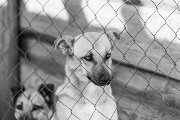 Fekete-fehér kép kutyákról a hajléktalanszállón. Elhagyott kutyák. BW — Stock Fotó