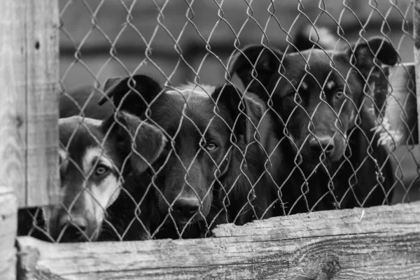 Black and white photo of dogs at the homeless dog shelter. Abandoned dogs. BW — Stock Photo, Image