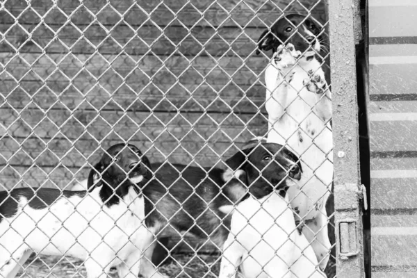 Black and white photo of dogs at the homeless dog shelter. Abandoned dogs. BW — Stock Photo, Image