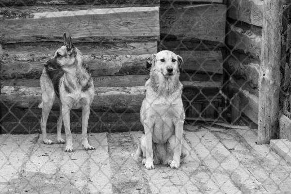 Svart och vitt foto av hundar på det hemlösa hundhemmet. Övergivna hundar. BW — Stockfoto