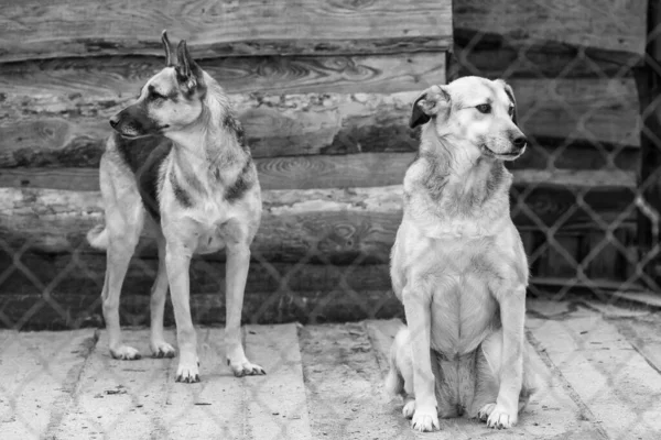 Svart och vitt foto av hundar på det hemlösa hundhemmet. Övergivna hundar. BW — Stockfoto