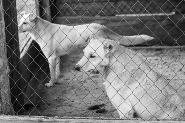 Foto em preto e branco de cães no abrigo para cães sem abrigo. Cães abandonados. BW — Fotografia de Stock