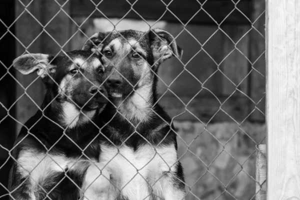 Schwarz-Weiß-Foto von Hunden im Obdachlosenheim. Verlassene Hunde. BW — Stockfoto