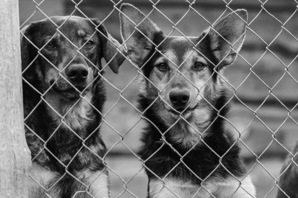 Fekete-fehér kép kutyákról a hajléktalanszállón. Elhagyott kutyák. BW — Stock Fotó