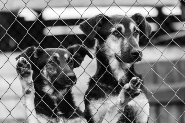 Svart och vitt foto av hundar på det hemlösa hundhemmet. Övergivna hundar. BW — Stockfoto