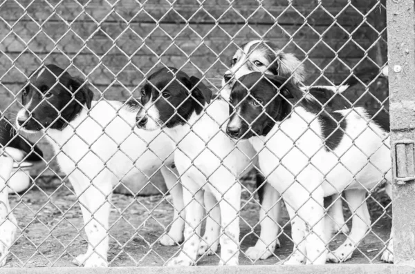 Fekete-fehér kép kutyákról a hajléktalanszállón. Elhagyott kutyák. BW — Stock Fotó