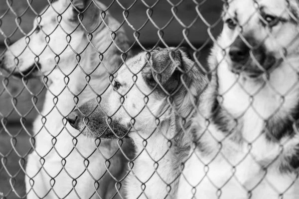 Foto em preto e branco de cães no abrigo para cães sem abrigo. Cães abandonados. BW — Fotografia de Stock