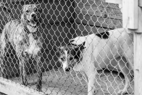 流浪狗收容所里的狗的黑白照片。被遗弃的狗。BW — 图库照片