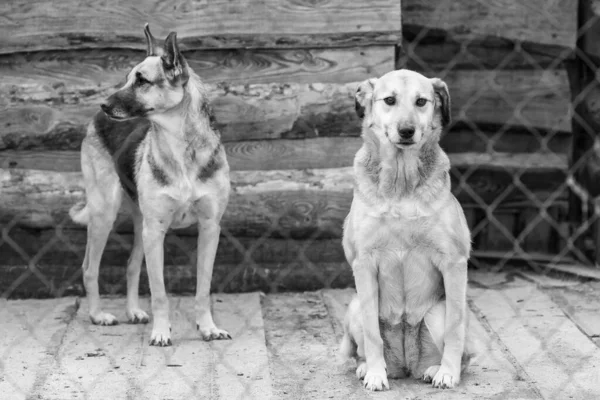 Photo en noir et blanc de chiens au refuge pour chiens sans abri. Chiens abandonnés. BW — Photo