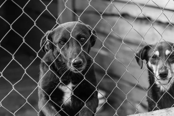 Evsiz köpek barınağındaki köpeklerin siyah beyaz fotoğrafı. Terk edilmiş köpekler. BW — Stok fotoğraf