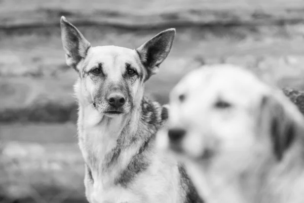 Foto em preto e branco de cães no abrigo para cães sem abrigo. Cães abandonados. BW — Fotografia de Stock