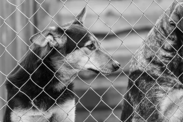 Foto em preto e branco de cães no abrigo para cães sem abrigo. Cães abandonados. BW — Fotografia de Stock