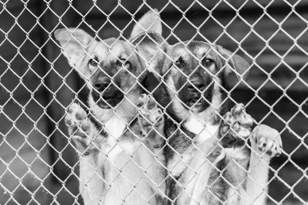 Foto em preto e branco de cães no abrigo para cães sem abrigo. Cães abandonados. BW — Fotografia de Stock