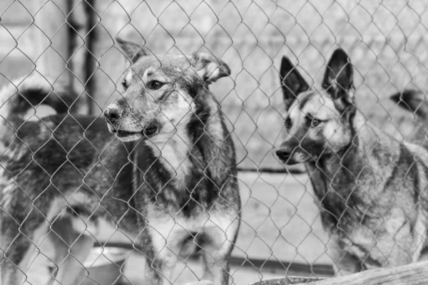 Fekete-fehér kép kutyákról a hajléktalanszállón. Elhagyott kutyák. BW — Stock Fotó