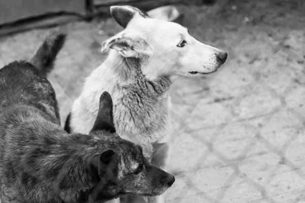 Photo en noir et blanc de chiens au refuge pour chiens sans abri. Chiens abandonnés. BW — Photo