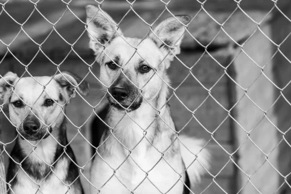 Evsiz köpek barınağındaki köpeklerin siyah beyaz fotoğrafı. Terk edilmiş köpekler. BW — Stok fotoğraf