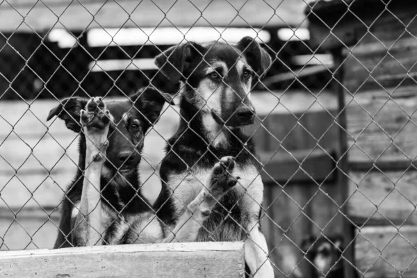 Foto em preto e branco de cães no abrigo para cães sem abrigo. Cães abandonados. BW — Fotografia de Stock