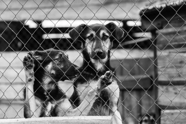 Black and white photo of dogs at the homeless dog shelter. Abandoned dogs. BW — Stock Photo, Image