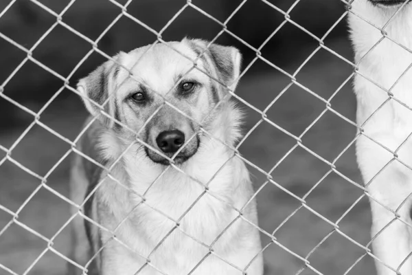 Черно-белое фото бездомной собаки в приюте для собак. BW — стоковое фото