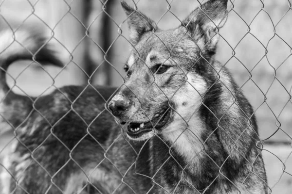 Photo en noir et blanc d'un chien sans abri dans un refuge pour chiens. BW — Photo