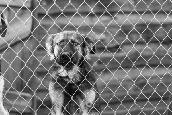 Svart och vitt foto av hemlös hund i ett härbärge för hundar. BW — Stockfoto