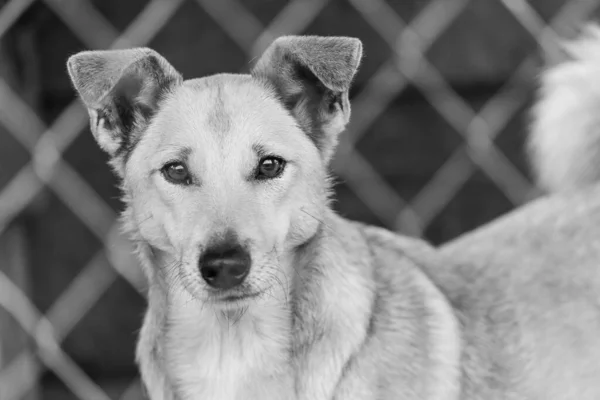 Black and white photo of homeless dog in a shelter for dogs. BW — Stock Photo, Image