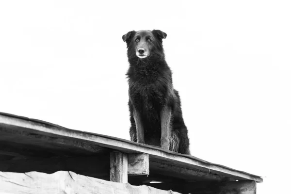 Foto em preto e branco do cão sem-teto em um abrigo para cães. BW — Fotografia de Stock