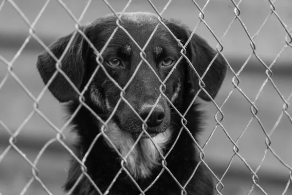 Black and white photo of homeless dog in a shelter for dogs. BW — Stock Photo, Image