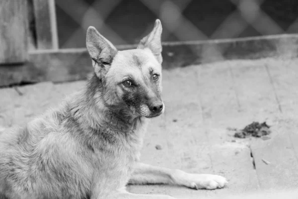 Foto em preto e branco do cão sem-teto em um abrigo para cães. BW — Fotografia de Stock