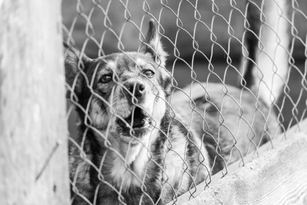 Foto em preto e branco do cão sem-teto em um abrigo para cães. BW — Fotografia de Stock
