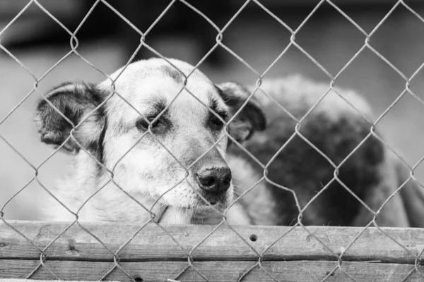 Foto em preto e branco do cão sem-teto em um abrigo para cães. BW — Fotografia de Stock