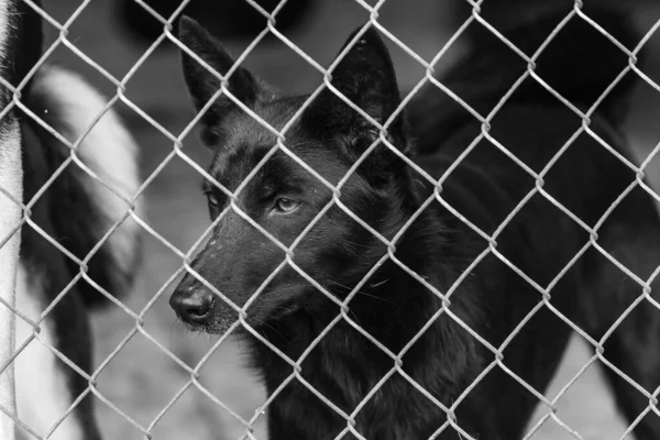 Foto em preto e branco do cão sem-teto em um abrigo para cães. BW — Fotografia de Stock