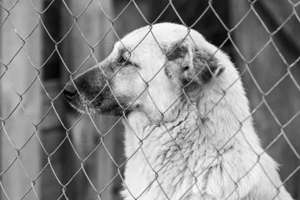 Köpek barınağındaki evsiz köpeğin siyah beyaz fotoğrafı. BW — Stok fotoğraf