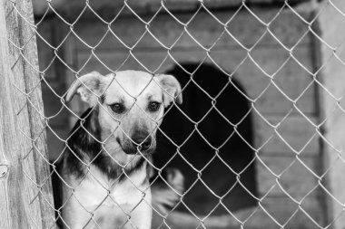 Köpek barınağındaki evsiz köpeğin siyah beyaz fotoğrafı. BW