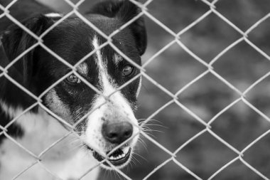 Köpek barınağındaki evsiz köpeğin siyah beyaz fotoğrafı. BW
