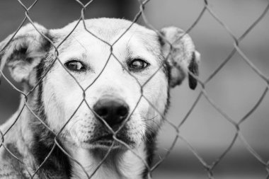 Köpek barınağındaki evsiz köpeğin siyah beyaz fotoğrafı. BW