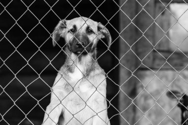 Köpek barınağındaki evsiz köpeğin siyah beyaz fotoğrafı. BW