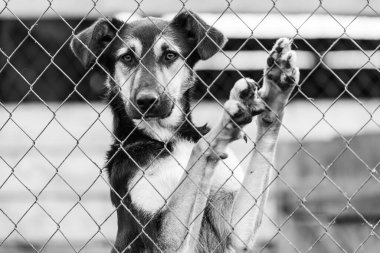 Köpek barınağındaki evsiz köpeğin siyah beyaz fotoğrafı. BW