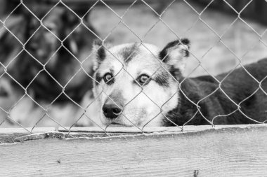 Köpek barınağındaki evsiz köpeğin siyah beyaz fotoğrafı. BW