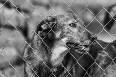 Köpek barınağındaki evsiz köpeğin siyah beyaz fotoğrafı. BW