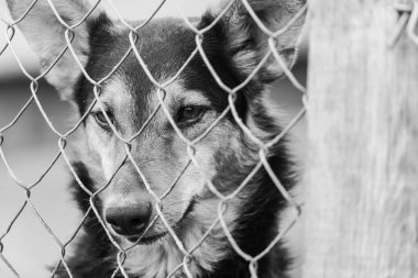 Köpek barınağındaki evsiz köpeğin siyah beyaz fotoğrafı. BW