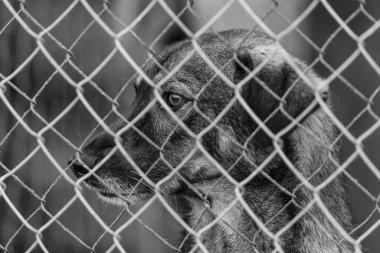 Köpek barınağındaki evsiz köpeğin siyah beyaz fotoğrafı. BW