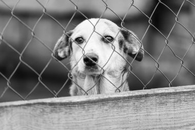 Köpek barınağındaki evsiz köpeğin siyah beyaz fotoğrafı. BW